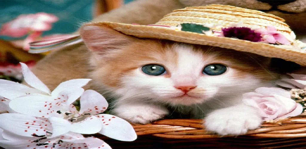 Ảnh chụp màn hình của cute cat hd wallpaper