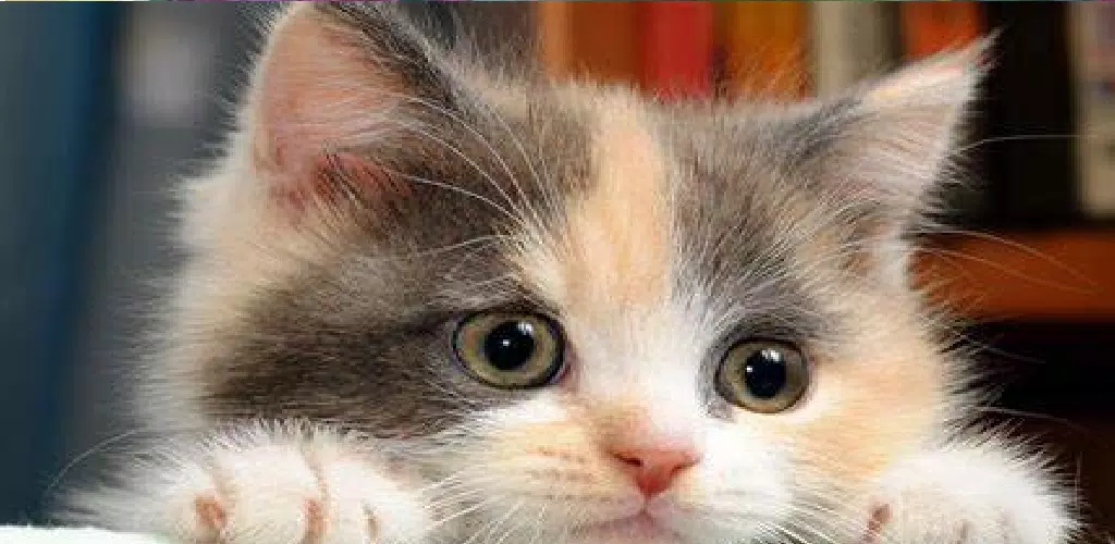 Ảnh chụp màn hình của cute cat hd wallpaper