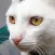 Cat Sounds - Meow Soundboard