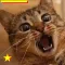 Cats Sounds Game