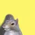 Squirrel Sensation