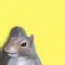 Squirrel Sensation