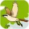 Small Bird Puzzle Game - A fun & addictive puzzle matching game