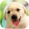 Dog Link - daily puzzle time for family game and adults