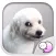 Buy me for my food : Mad dog Sticker By ChatStick