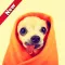 Chihuahua Dog Wallpapers Hd