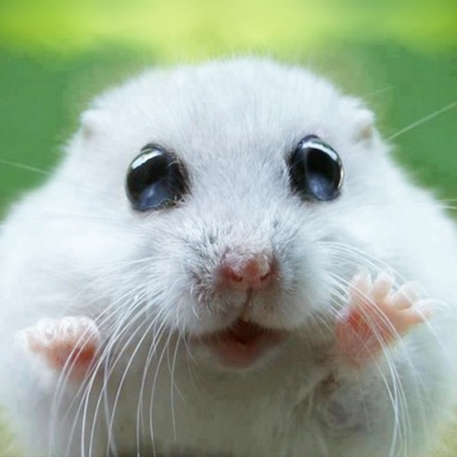 Cute Animal Pics Watch App - Fun pictures for children, young kids, and adults Cute Animal Pics Watch App - Fun pictures for children, young kids, and adults
