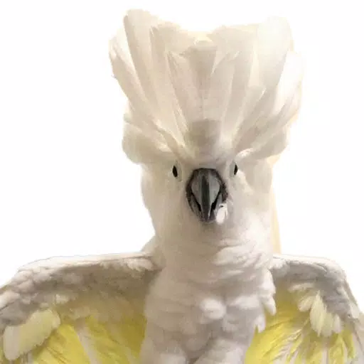Cockatoo With Attitude Cockatoo With Attitude