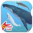 Whales & Dolphins of the World -Simple Pictorial Book Kids Game - Whales & Dolphins of the World -Simple Pictorial Book Kids Game -