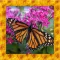 Butterfly Simulator 3D