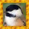 Chickadee Bird Simulator