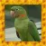 Parakeet Simulator