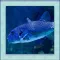 Puffer Fish Simulator 3D