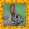 Wild Rabbit Simulator 3D