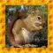 Squirrel Simulator 3D