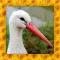 Stork Simulator