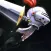 Knight Blitz OMG
