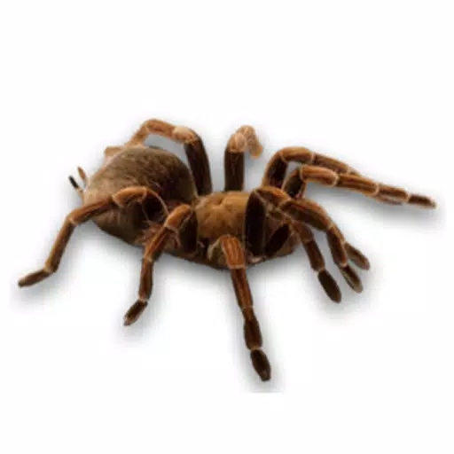 Spider Set Stickers Spider Set Stickers