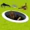 Insect Hole