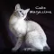 Cats Magazine