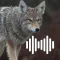 Hunting Calls: Coyote