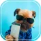 Animal Selfie: Funny Superimpose Photobomb Cats!
