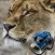 Hidden Objects Games: Animals