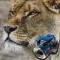Hidden Objects Games: Animals