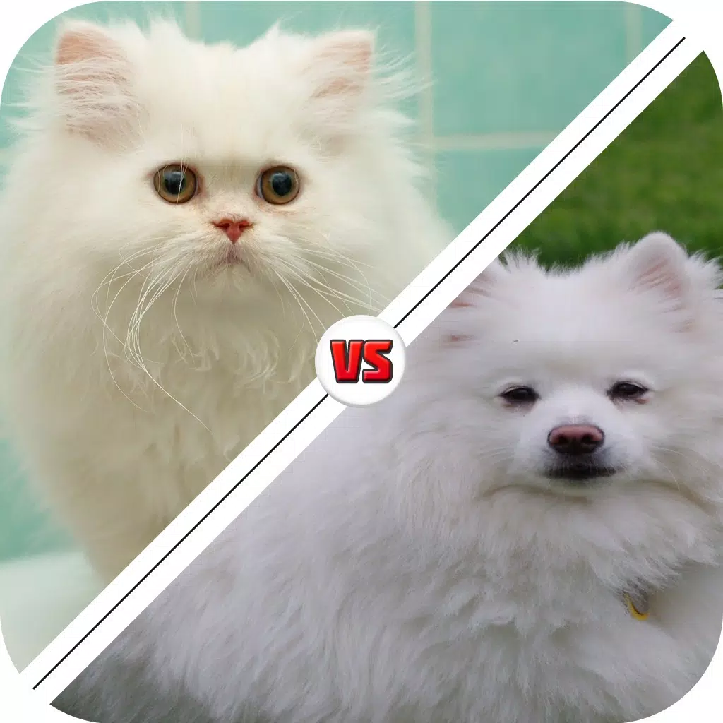 Tic Toc: Dog or Cat Tic Toc: Dog or Cat