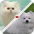 Tic Toc: Dog or Cat