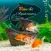Ranchi Aquariums