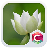 lotus lotus