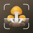Mushroom identifier Picture ID