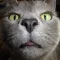 Cats sounds: real and fun sounds for cat lovers
