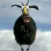 Flappy Annoying Sheep : Inverse World