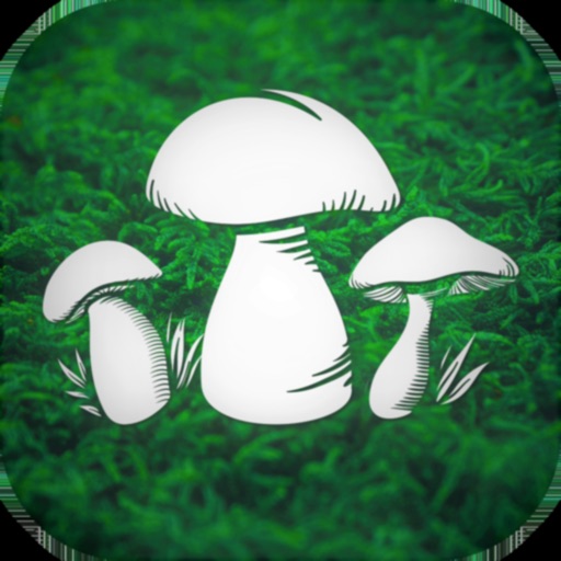 The Mushroom Hunter The Mushroom Hunter