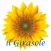 Il Girasole