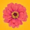 Spring Flowers Stickers for iMessage