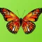 Beautiful Butterfly Sticker Pack