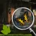 Amazone Forest Hidden Objects