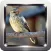Kicau Burung Blackthroat