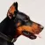Doberman Sounds & Dog Sounds!