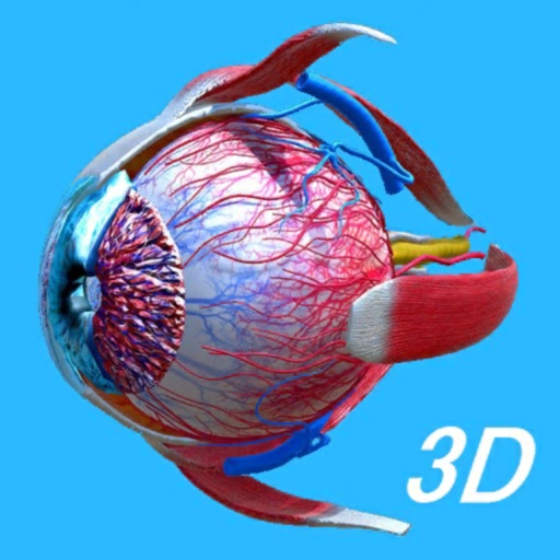Anatomy Human Eye Anatomy Human Eye