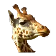 Camhebergement
