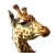 Camhebergement