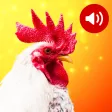 Animal Sounds Animal Sounds