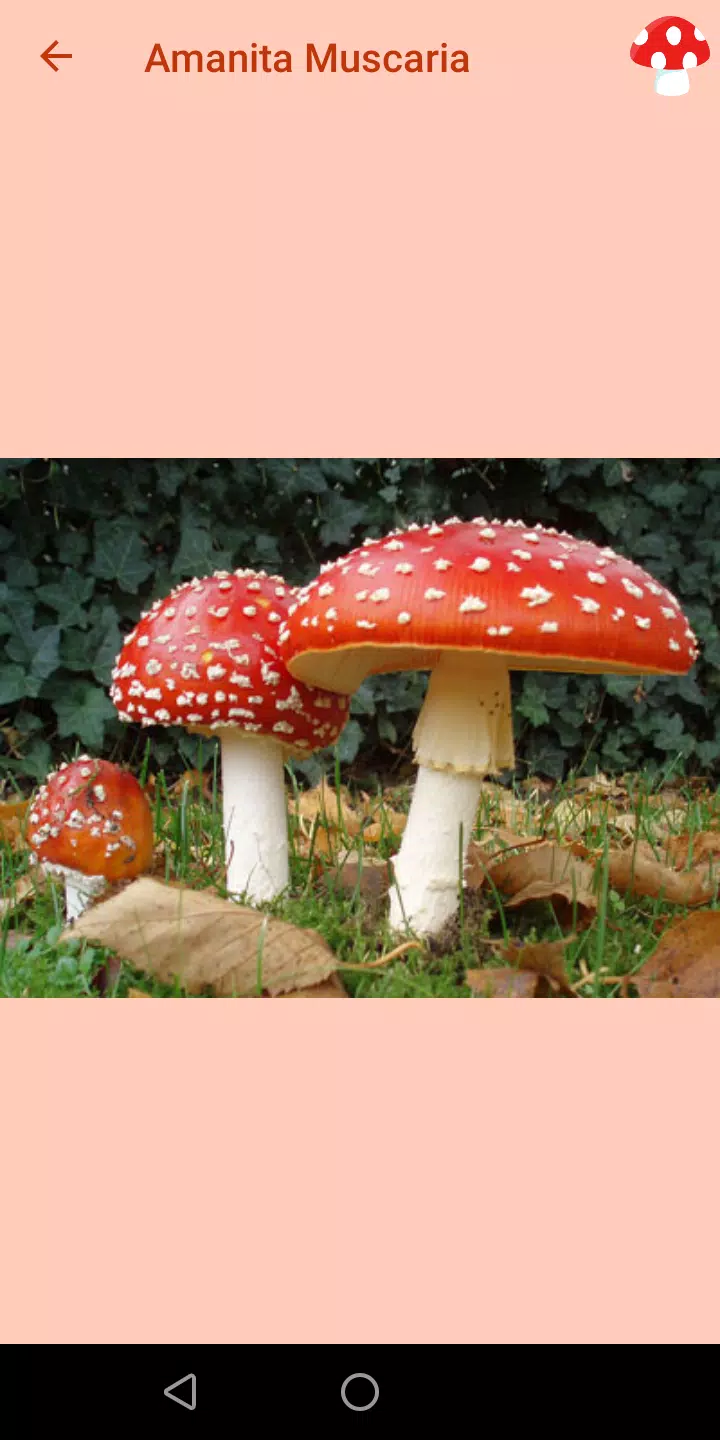 Capturas de tela do Mushrooms Guide