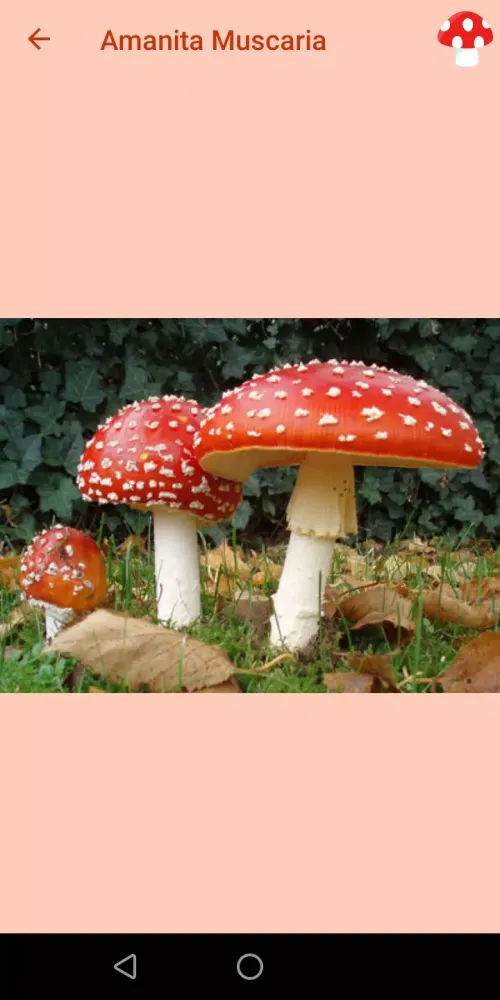 Mushrooms Guide Screenshots