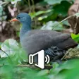 Canto de Lambu Canto de Lambu