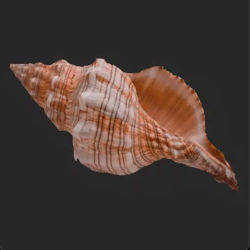 The Magic Conch The Magic Conch